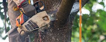 Tree and Shrub Care in Fairbanks Ranch, CA