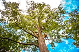 Best Tree Mulching  in Fairbanks Ranch, CA