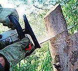 Best Tree Cabling and Bracing  in Fairbanks Ranch, CA