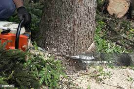 Best Tree Health Inspection  in Fairbanks Ranch, CA
