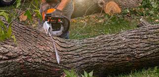 Best Grass Overseeding  in Fairbanks Ranch, CA