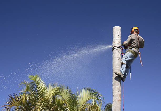 Best Seasonal Cleanup (Spring/Fall)  in Fairbanks Ranch, CA