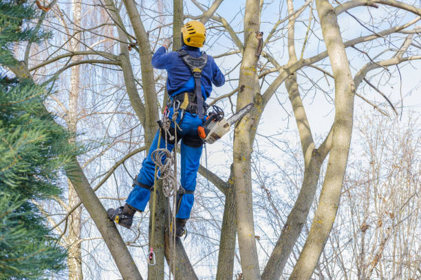 Best Commercial Tree Services  in Fairbanks Ranch, CA