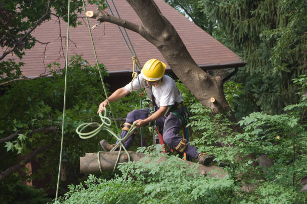 Best Soil Testing and Treatment  in Fairbanks Ranch, CA