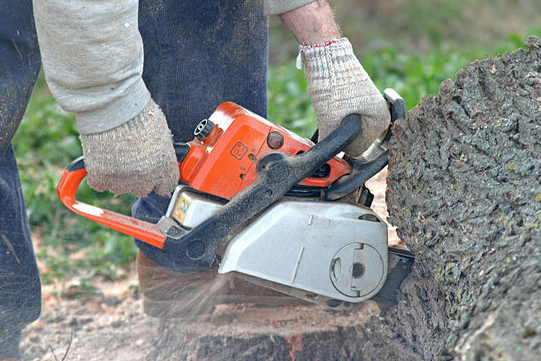 Best Emergency Tree Removal  in Fairbanks Ranch, CA