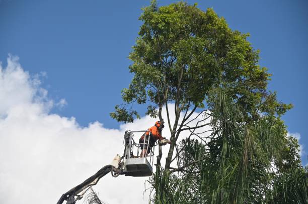  Fairbanks Ranch, CA Tree Care Pros