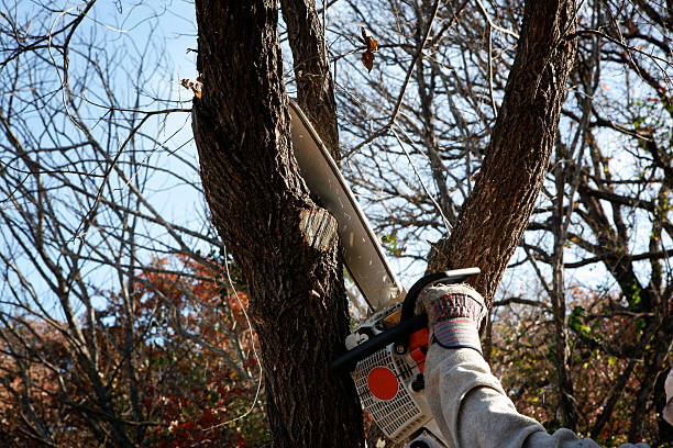 Best Stump Grinding and Removal  in Fairbanks Ranch, CA
