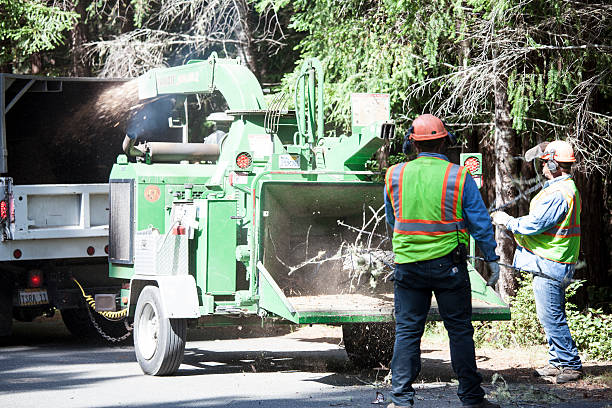 How Our Tree Care Process Works  in  Fairbanks Ranch, CA