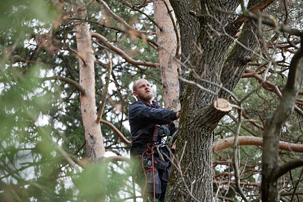 Best Tree and Shrub Care  in Fairbanks Ranch, CA