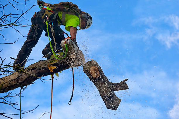 Best Leaf Removal  in Fairbanks Ranch, CA