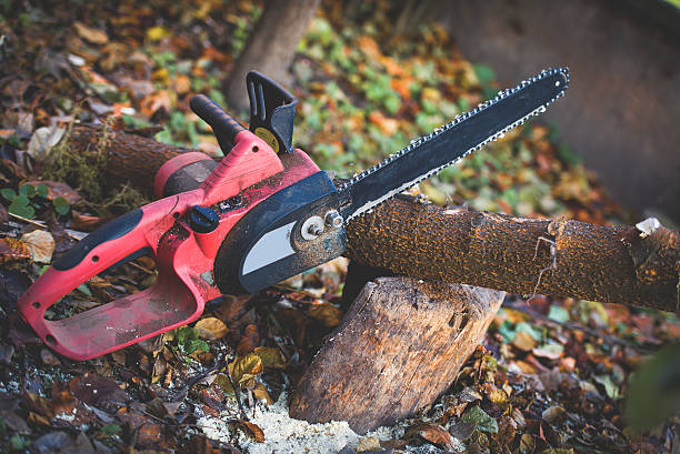 Professional Tree Care in Fairbanks Ranch, CA